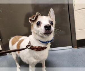 Chihuahua Dogs for adoption in Denver, CO, USA