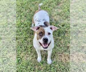 Boxer-Unknown Mix Dogs for adoption in Denton, TX, USA