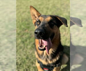 Mutt Dogs for adoption in NEWPORT NH, NH, USA