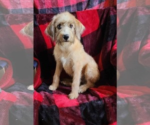 Goldendoodle Dogs for adoption in SHERBURNE, NY, USA