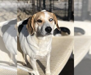 Beagle-Unknown Mix Dogs for adoption in East Derry, NH, USA