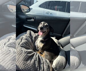 Dachshund Dogs for adoption in Fruitland, SC, USA