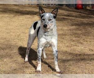 Australian Cattle Dog Dogs for adoption in West Valley, UT, USA