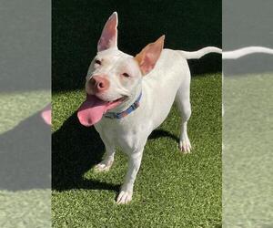 Mutt Dogs for adoption in Baytown, TX, USA