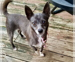 Chihuahua-Unknown Mix Dogs for adoption in Mount Laurel, NJ, USA