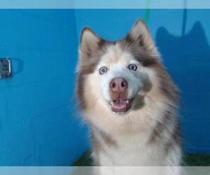 Siberian Husky Dogs for adoption in Orlando, FL, USA
