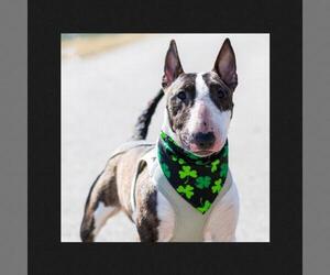 Miniature Bull Terrier Dogs for adoption in Bellbrook, OH, USA