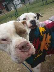 Medium Photo #1 American Bulldog-American Staffordshire Terrier Mix Puppy For Sale in Dallas, TX, USA