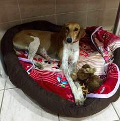 Saluki Dogs for adoption in Zepheyrhills, FL, USA