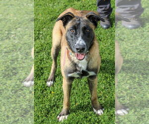 Mutt Dogs for adoption in Petaluma, CA, USA