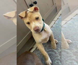 American Pit Bull Terrier-Unknown Mix Dogs for adoption in New London, WI, USA