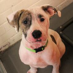 American Bulldog-Labrador Retriever Mix Dogs for adoption in Atlanta, GA, USA