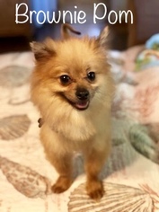 Pomeranian Dogs for adoption in Los Angeles, CA, USA