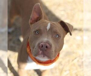 American Staffordshire Terrier-Unknown Mix Dogs for adoption in San Antonio, TX, USA