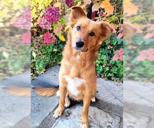 Australian Shepherd-German Shepherd Dog Mix Dogs for adoption in Jackson, CA, USA