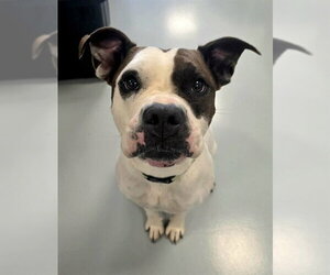 American Bulldog Dogs for adoption in Ocala, FL, USA
