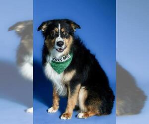 Australian Shepherd Dogs for adoption in West Valley, UT, USA
