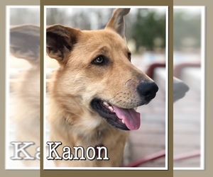 German Shepherd Dog Dogs for adoption in Evergreen, CO, USA