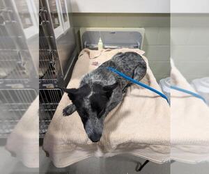 Mutt Dogs for adoption in Upland, CA, USA