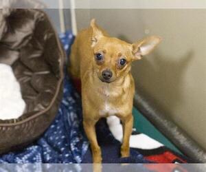Chipin Dogs for adoption in Placerville, CA, USA