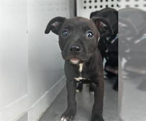American Pit Bull Terrier-Unknown Mix Dogs for adoption in Sacramento, CA, USA