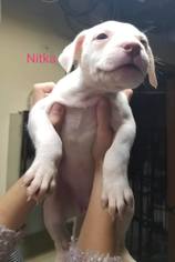Medium Photo #1 American Staffordshire Terrier-Unknown Mix Puppy For Sale in Princeton, MN, USA