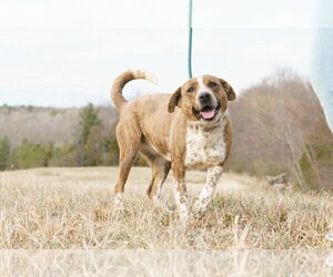 Catahoula Leopard Dog-Unknown Mix Dogs for adoption in Columbus, IN, USA