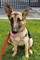German Shepherd Dog Dogs for adoption in Modesto, CA, USA
