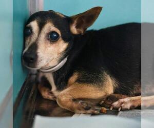 Chihuahua-Unknown Mix Dogs for adoption in San Antonio, TX, USA