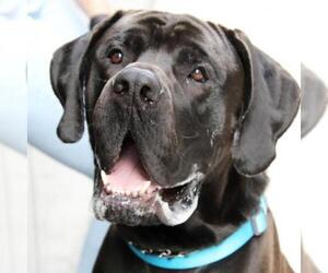 Great Dane Dogs for adoption in Woodside, NY, USA