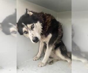 Siberian Husky Dogs for adoption in Houston, TX, USA