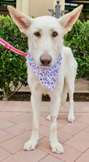German Shepherd Dog-Unknown Mix Dogs for adoption in Corona Del Mar, CA, USA