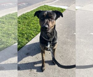German Shepherd Dog-Unknown Mix Dogs for adoption in Newport Beach, CA, USA
