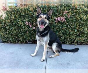German Shepherd Dog Dogs for adoption in Santa Clara, CA, USA