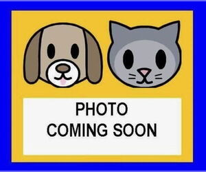 Mutt Dogs for adoption in San Antonio, TX, USA