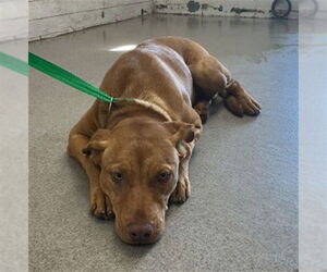 Mutt Dogs for adoption in San Bernardino, CA, USA