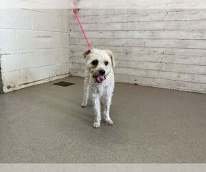 Poodle (Miniature)-Unknown Mix Dogs for adoption in San Bernardino, CA, USA