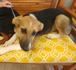 Medium Photo #1 Beagle-Border Collie Mix Puppy For Sale in Cincinnati, OH, USA