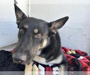 German Shepherd Dog-Unknown Mix Dogs for adoption in Martinez, CA, USA
