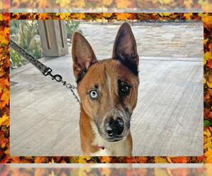 Siberian Husky Dogs for adoption in Ojai, CA, USA