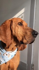 Redbone Coonhound Dogs for adoption in Orleans, VT, USA