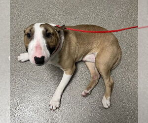 Bull Terrier-Unknown Mix Dogs for adoption in Las Vegas, NV, USA
