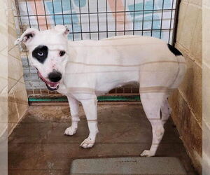 Bull Terrier-Dalmatian Mix Dogs for adoption in New Orleans, LA, USA