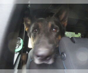German Shepherd Dog Dogs for adoption in Ocala, FL, USA