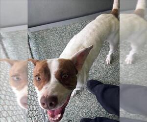 American Pit Bull Terrier-Unknown Mix Dogs for adoption in Salisbury, NC, USA