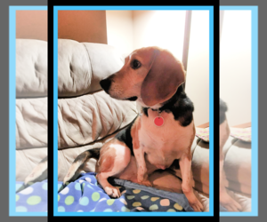 Beagle Dogs for adoption in Mt. Laurel, NJ, USA