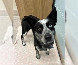 Mutt Dogs for adoption in Brighton, CO, USA