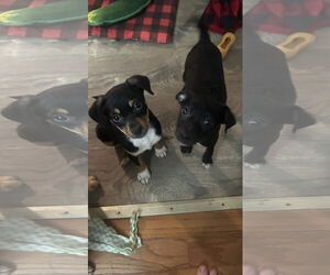 Jack Chi Dogs for adoption in Ball Ground, GA, USA