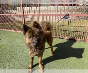 Chow Chow Dogs for adoption in Upland, CA, USA