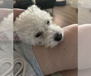 Poodle (Miniature)-Unknown Mix Dogs for adoption in Escondido, CA, USA